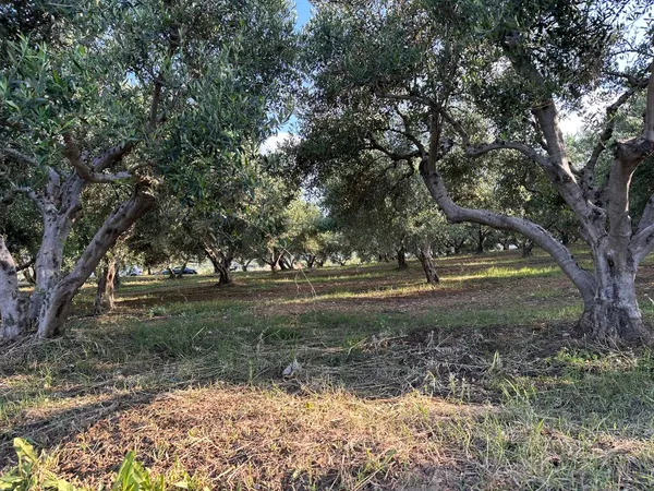 1,255 m² Plot for Sale in Xamoudochori, Platanias — photo 5