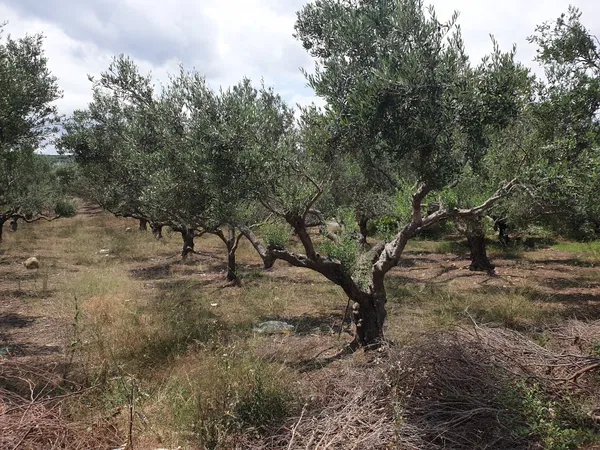 424 m² Plot for Sale in Kasteli Kissamos, Kissamos — photo 2