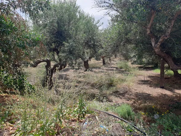 424 m² Plot for Sale in Kasteli Kissamos, Kissamos — photo 4