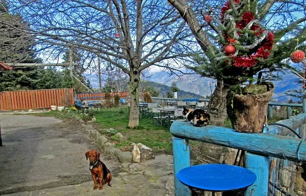 Hotel for Sale in Lalika, Aetolia-Acarnania — photo 3
