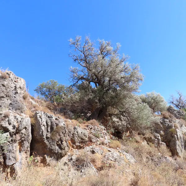 Seafront 7,992 m² Plot of Land for Sale in Fragkokastelo, Sfakia — photo 5