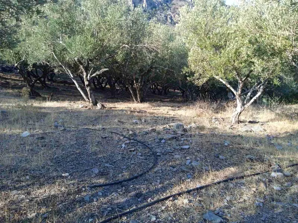 3,254 m² Plot for Sale in Sfinari, Kissamos — photo 3