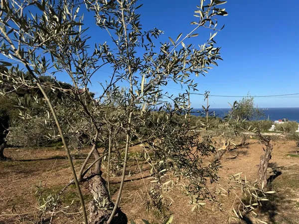 2,300 m² Land for Sale in Maleme, Platanias — photo 5