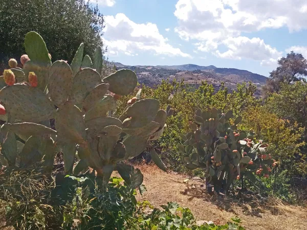 Seafront 1,162 m² Plot for Sale in Spili, Agios Vassilios — photo 2