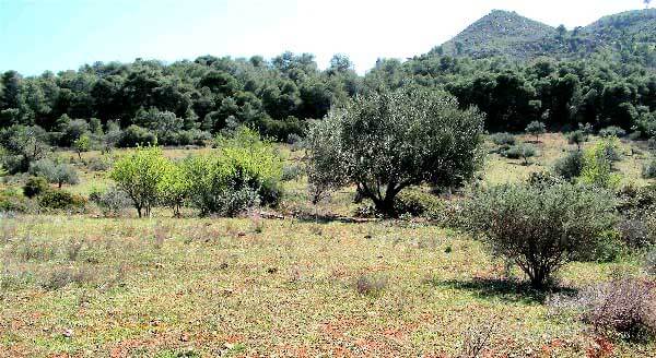 Sea-View 17,400 m² Land for Sale in Korinthia, Peloponnese — photo 3