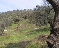 Seafront 4,696 m² Plot for Sale in Dramia, Apokoronas