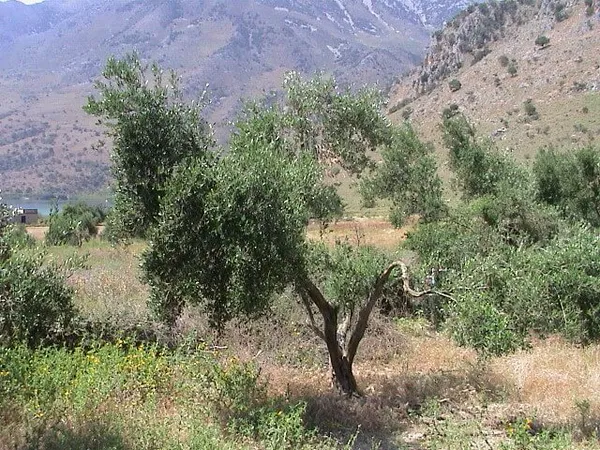 Seafront 6,566 m² Plot for Sale in Kournas, Apokoronas — photo 4