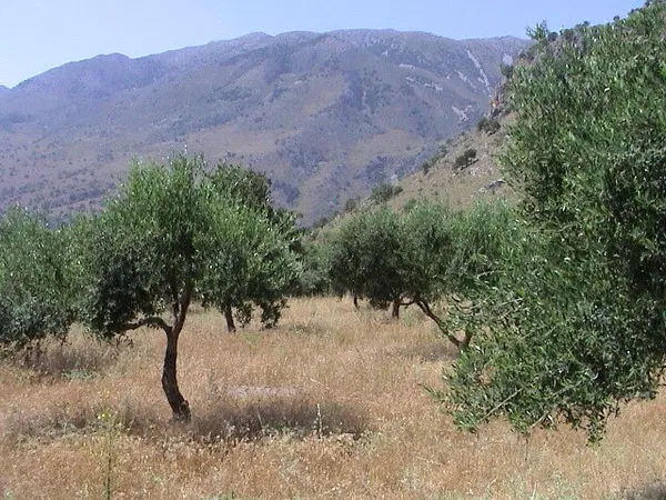 Seafront 6,566 m² Plot for Sale in Kournas, Apokoronas — photo 3