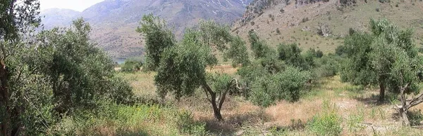 Seafront 6,566 m² Plot for Sale in Kournas, Apokoronas — photo 2