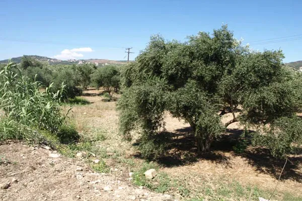 1,600 m² Plot for Sale in Kolymbari, Platanias