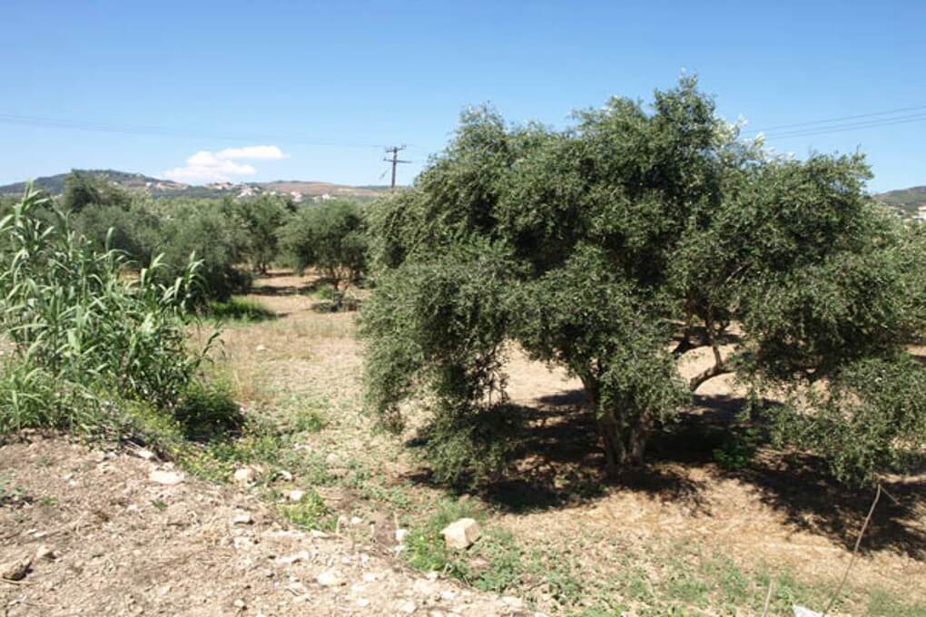 1,600 m² Plot for Sale in Kolymbari, Platanias