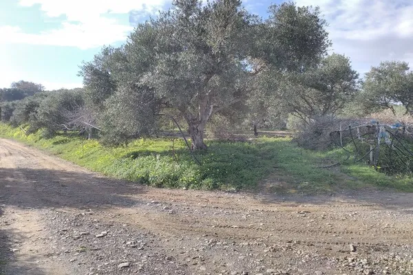 Seafront 4,375 m² Plot of Land for Sale in Polemarchi, Platanias — photo 5