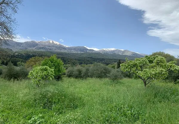 Seafront 8,013 m² Plot of Land for Sale in Vafes, Apokoronas — photo 5
