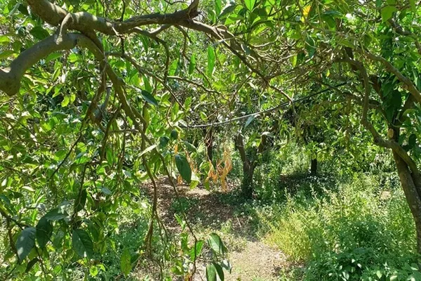 Seafront 8,000 m² Plot for Sale in Platanias, Chania — photo 2
