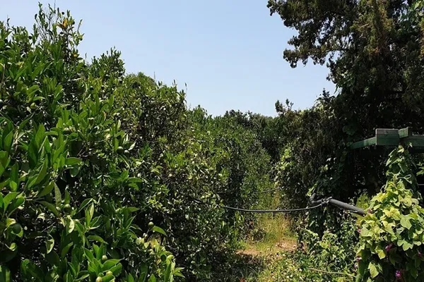 Seafront 8,000 m² Plot for Sale in Platanias, Chania — photo 4