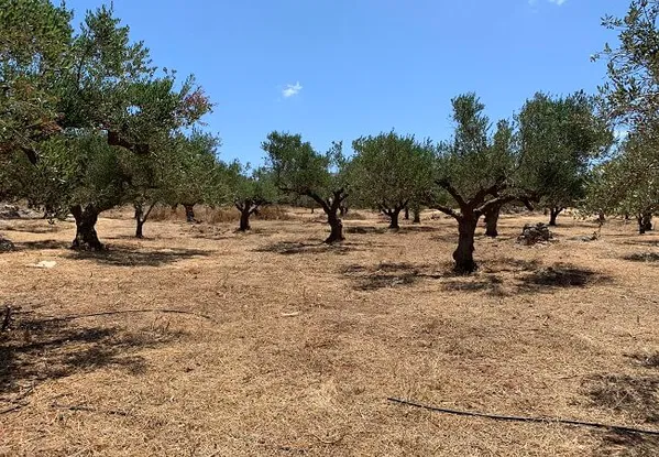 Seafront 9,500 m² Plot for Sale in Chorafakia, Akrotiri — photo 3