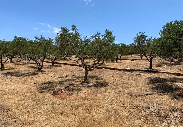 Seafront 9,500 m² Plot for Sale in Chorafakia, Akrotiri — photo 5
