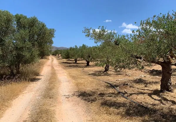 Seafront 9,500 m² Plot for Sale in Chorafakia, Akrotiri — photo 2