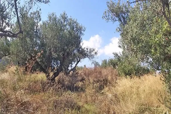 Seafront 1,000 m² Plot of Land for Sale in Darmarochori, Platanias — photo 5