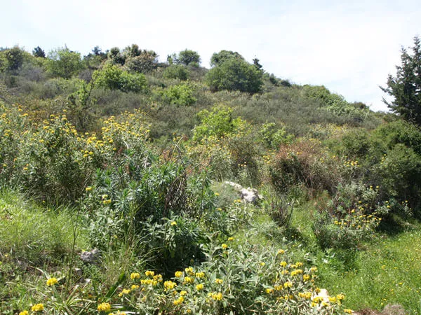 Seafront 4,150 m² Plot of Land for Sale in Gavalochori, Apokoronas — photo 4