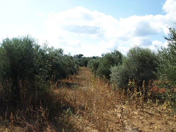 Seafront 3,010 m² Plot of Land for Sale in Kontomari, Platanias — photo 3