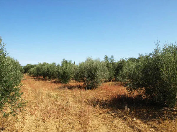 Seafront 3,010 m² Plot of Land for Sale in Kontomari, Platanias