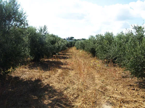 Seafront 3,010 m² Plot of Land for Sale in Kontomari, Platanias — photo 2