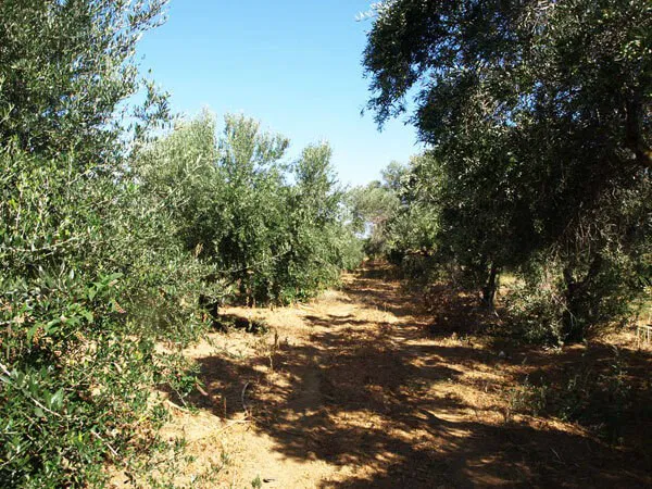 Seafront 3,010 m² Plot of Land for Sale in Kontomari, Platanias — photo 5