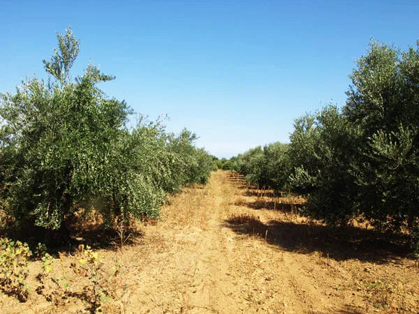 Seafront 3,010 m² Plot of Land for Sale in Kontomari, Platanias — photo 4