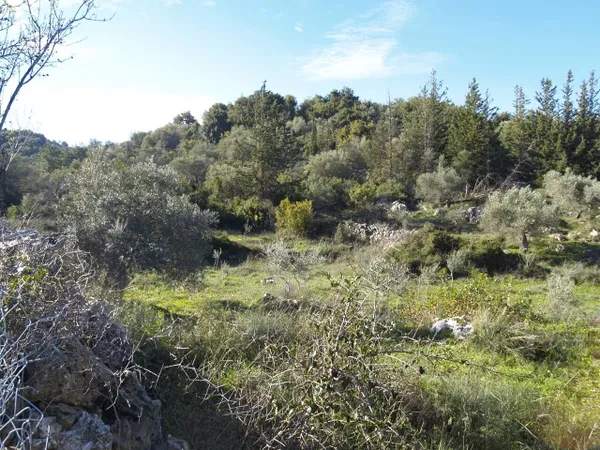 Seafront 2,512 m² Plot for Sale in Alikampos, Apokoronas — photo 2
