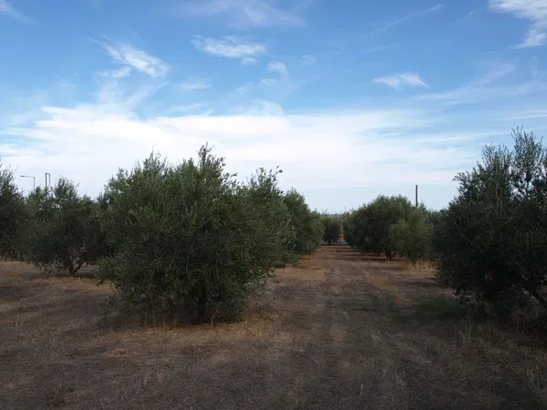 1,244 m² Plot of Land for Sale in Maleme, Platanias — photo 4