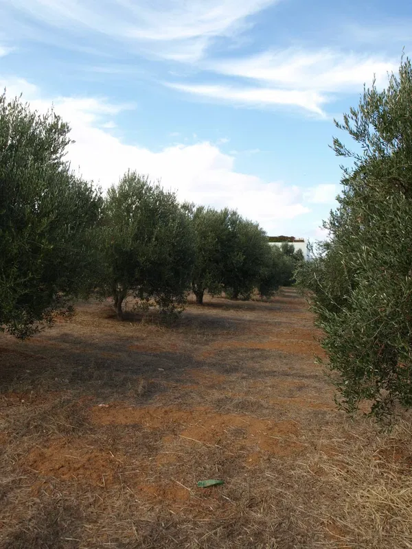 1,244 m² Plot of Land for Sale in Maleme, Platanias — photo 2