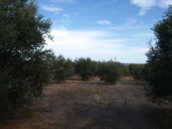 1,244 m² Plot of Land for Sale in Maleme, Platanias — photo 5