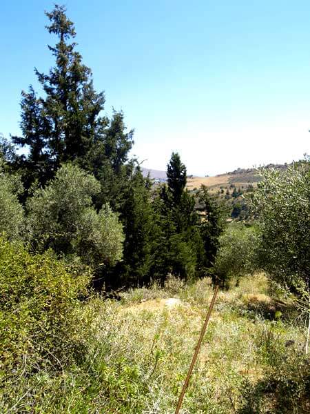 Seafront 8,262 m² Plot for Sale in Fones, Apokoronas — photo 4