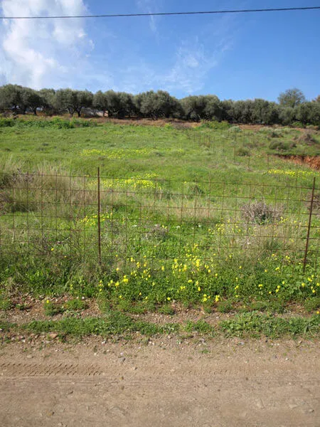 1,000 m² Plot of Land for Sale in Korfalonas, Kissamos — photo 4