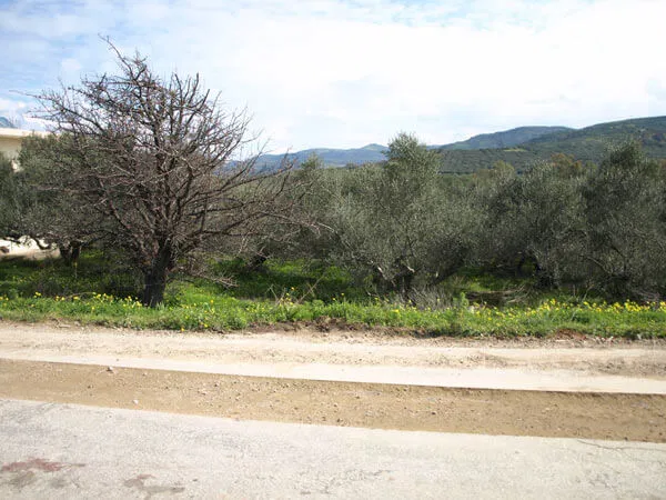 1,528 m² Land for Sale in Kaloudiana, Kissamos — photo 3