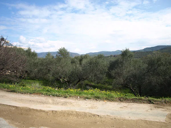 1,528 m² Land for Sale in Kaloudiana, Kissamos