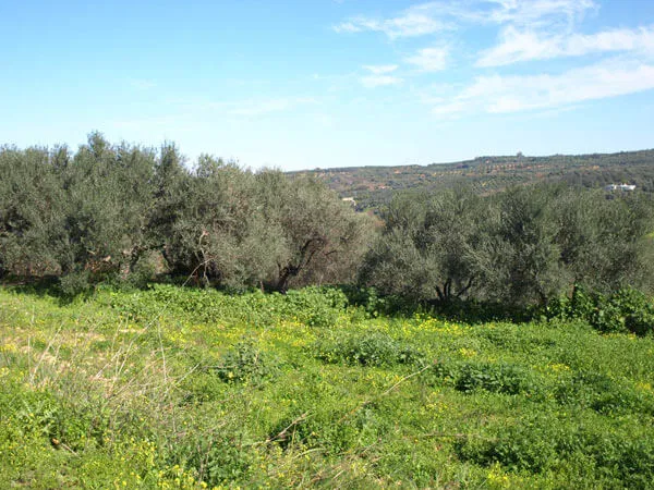 Seafront 1,000 m² Land for Sale in Polemarchi, Platanias — photo 4