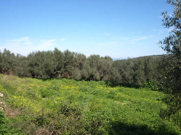 Seafront 1,000 m² Land for Sale in Polemarchi, Platanias — photo 2