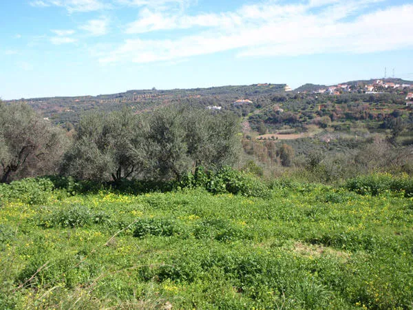 Seafront 1,000 m² Land for Sale in Polemarchi, Platanias — photo 3