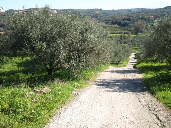 Seafront 1,000 m² Land for Sale in Polemarchi, Platanias — photo 5