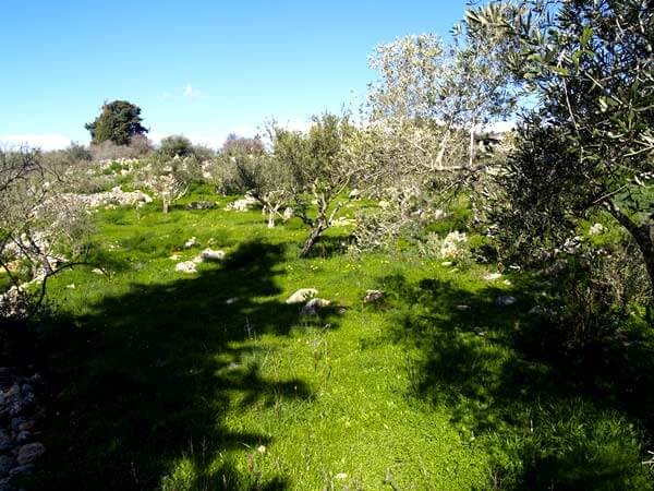 Seafront 2,312 m² Plot of Land for Sale in Litsarda, Apokoronas — photo 2