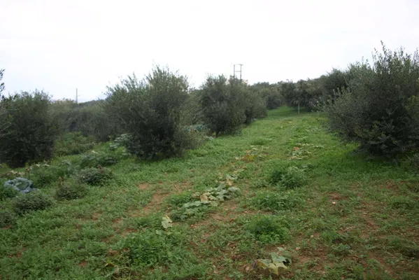 Seafront 2,295 m² Land for Sale in Daratso, Chania — photo 5