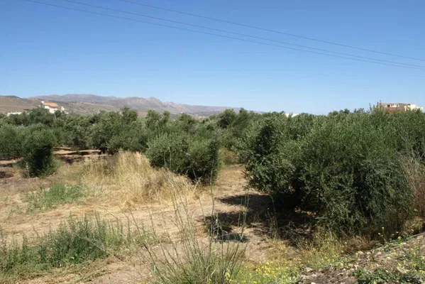 Seafront 10,500 m² Plot for Sale in Kolymbari, Platanias — photo 5