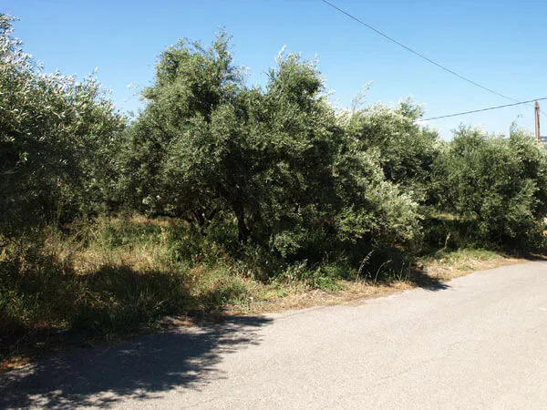 Seafront 578 m² Plot for Sale in Sirili, Platanias — photo 2