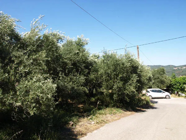 Seafront 578 m² Plot for Sale in Sirili, Platanias — photo 3