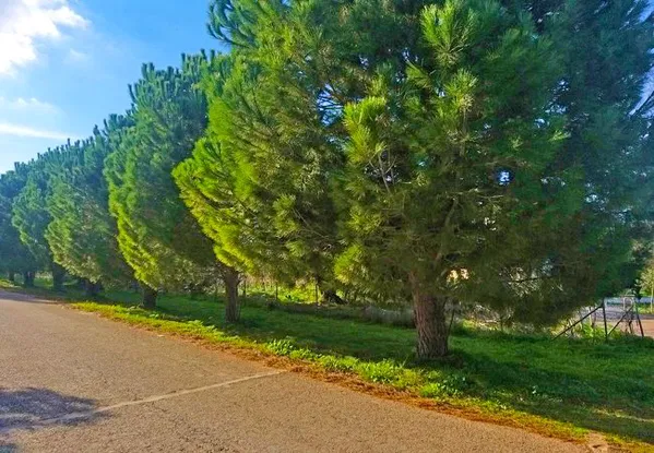 Seafront 1,000 m² Plot of Land for Sale in Pazinos, Akrotiri