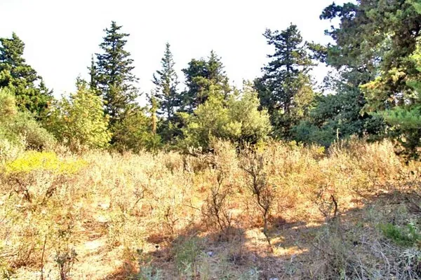 Seafront 4,518 m² Plot for Sale in Vamos, Apokoronas — photo 5