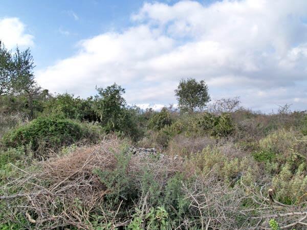 Seafront 3,822 m² Plot for Sale in Souri, Apokoronas — photo 3