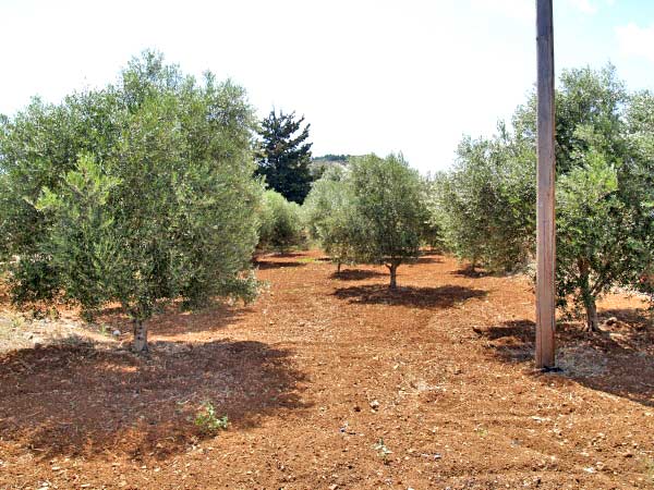 Seafront 1,200 m² Plot of Land for Sale in Souri, Apokoronas — photo 3